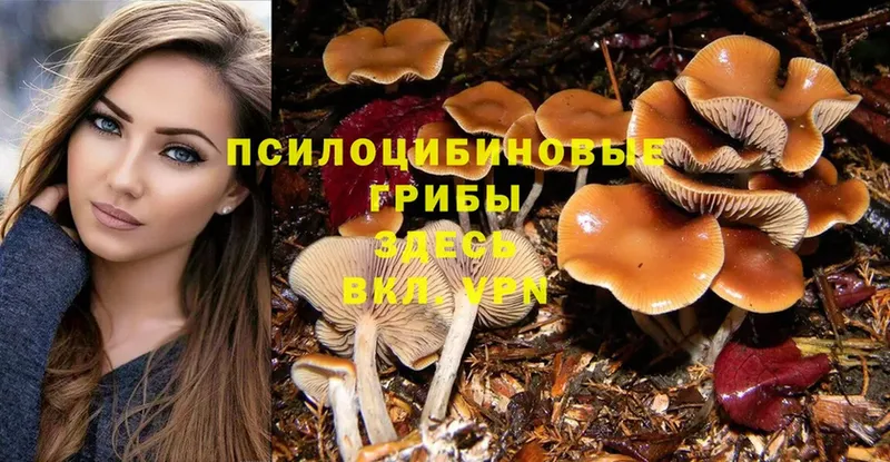 кракен онион  Бахчисарай  Галлюциногенные грибы Psilocybe 